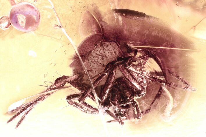 Detailed Fossil Spider (Araneae) In Baltic Amber #330690